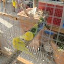 양지농장 | 용인 동물체험 포레스트벨 체험농장 먹이주기 고구마 수확 생생후기