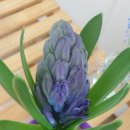 향기가득 원예교실 이미지