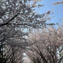 바오밥나무 스탠딩커피 | 비포 벚꽃엔딩(봄날의 소개팅 후기)