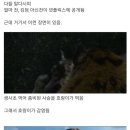 스포) 킹덤 아신전으로 결론난 좀비 특성 총정리 이미지