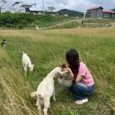 충남 보령 1박2일 여행 코스 (맛집, 경비, 촌캉스)