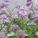 이베리스 이미지