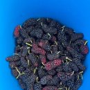 대야카센타 이미지