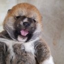 왕초켄넬 이미지