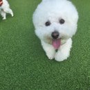 마이하우스퍼피 애견호텔유치원 | 내돈내산 파주 헤이리 애견유치원 추천 퍼피힐 파주일산픽업드랍가능