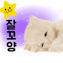 신비돌스 랙돌 캐터리 이미지