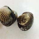 생선이야기 이미지