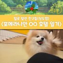 털로덮인친구들 서울상도점 | [상도역/애견호텔] 포메라니안 OO 반려견 호텔 후기 / 노량진 강아지 호텔 추천 (털로덮인친구들)