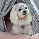 멋내는 애견 이미지