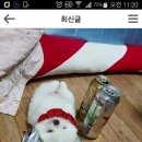 맥주캔 재활용 이미지