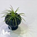 친환경 식물로 소품만들기 이미지