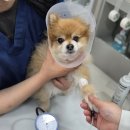 달래동물의료센터 | 대구 수성구 동물병원 24시 케어동물의료센터 노견 강아지건강검진 후기