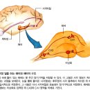 로버트 새폴스키 "스트레스와 기억" 이미지