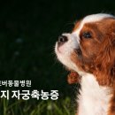 클로버 동물병원 이미지