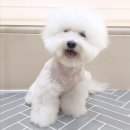 펫뷰티샵 페이보릿 이미지