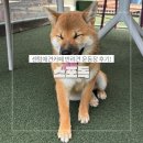동해물약국 | 부산 해운대 센텀애견카페 스포독 후기