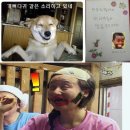 올리 이미지