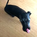 아띠펫살롱 | 아직 정착 못 하셨나요?! 그렇다면 어서 오시지요🐶 (아띠펫살롱, 검은콩 두유, 추천 애견미용실 ʕ·͡ᴥ·ʔ)