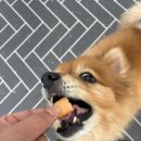 온리 펫살롱 이미지