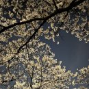 하천(대전천1) | 대전 중촌동 벚꽃 실시간 4월1일 개화 상태 대전천 벚꽃 언제까지