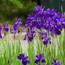 아이리스 이미지