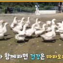 명인오리