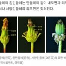흰민들레소식 이미지