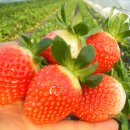 한솔이네농장 이미지