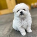 나라애견본점 이미지