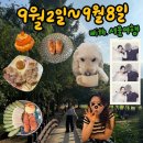 [주간일기]9월2일-9월8일/강아지 멍푸치노/서울여행 다녀옴/서울맛집추천