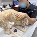 닥터팬더 동물병원 | 강아지 바르는 심장사장충약 애드보킷 + 프론트라인 구충제 후기 (+강아지예방접종 종류)
