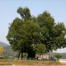 울산 구량리 은행나무 (천연기념물) 이미지