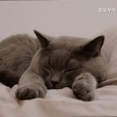 광교 우리들동물병원 이미지