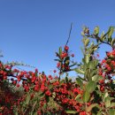 청포대 별주부 이미지