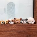 모랑펫살롱 이미지