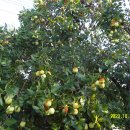 송우농장 이미지