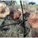 호랑이농장 이미지