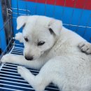 봉정축산 이미지