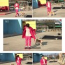 빛나는 강아지 이미지