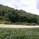 법흥2리 Daum카페