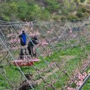 농업기술센터 농업미생물관 | 상주시농업기술센터 미생물관에서 미생물공급받아 팔매트수형으로 키운 특별한 복숭아 아삭아삭 향이...