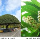 천제연 담팔수나무 이미지