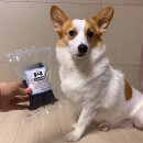 까까요dog