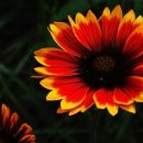 송산유원지 이미지