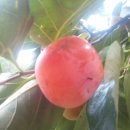 반시홍시 이미지