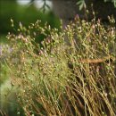 숲속에 우산정원 이미지