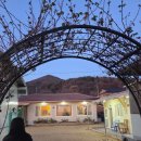 꽃차와 산야초 | 자연에서 힐링을, 밥잘주는 민박집 밀양 아모르 후기