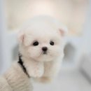 퍼피라이프 | 동탄강아지 클라씨퍼피 방문후기!!