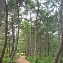 여름의 숲 이미지