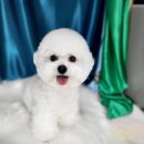 도꾸애견 이미지